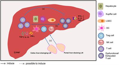 Liver-Mediated Adaptive Immune Tolerance